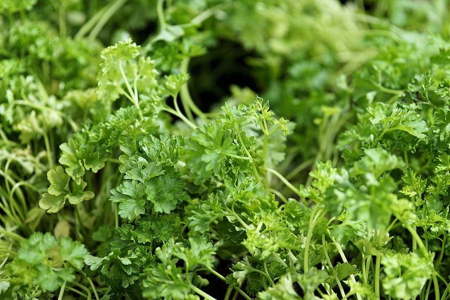 green leaf plants, Parsley, Spice, Herbs, Vegetarian, healthy
