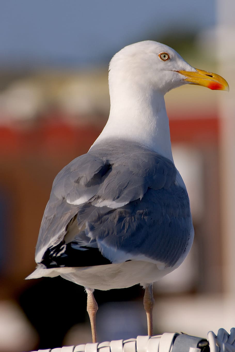 gull, beach, sand beach, seagull, animal, bird, water, grey HD wallpaper