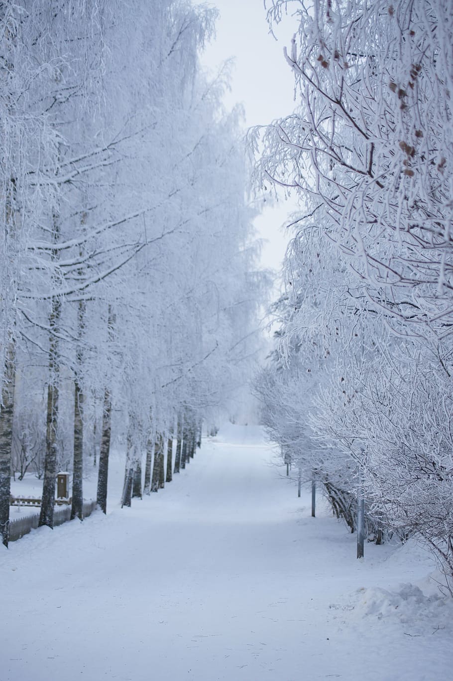 winter, snow, road, trees, frost, white, straight, perspective HD wallpaper
