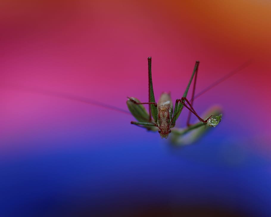 grasshopper, plant, rest, coloring, insecta, colored background HD wallpaper
