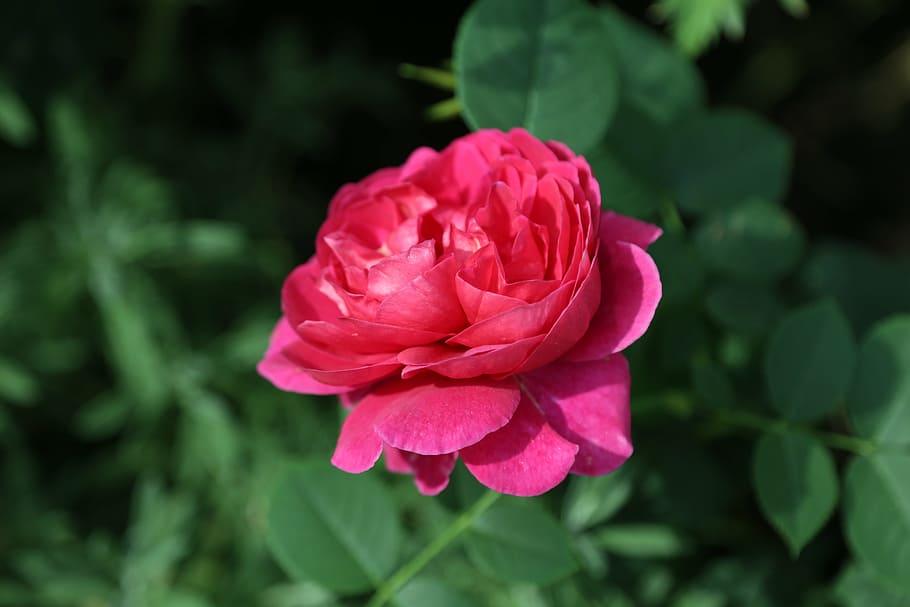 flower, nature, image, flowering plant, beauty in nature, freshness HD wallpaper