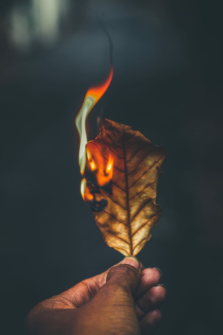 time lapse photography of burning leaf, flame, hand, man, human hand HD wallpaper