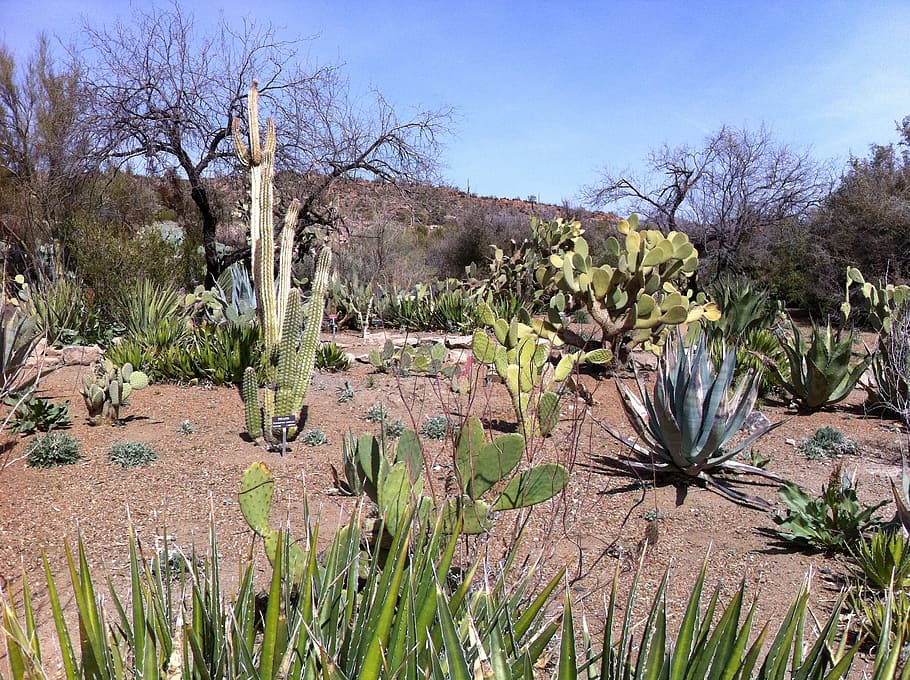 cactus, desert, arizona, catcus, landscape, outdoors, western HD wallpaper