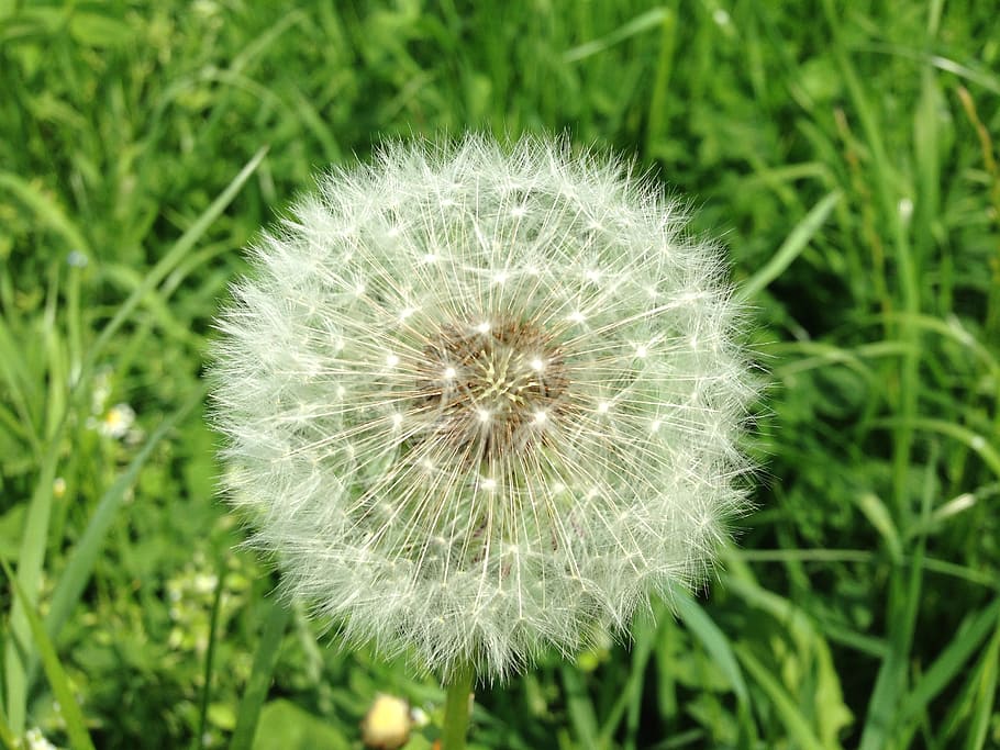 dandelion, seeds, plant, flower, flowering plant, fragility HD wallpaper