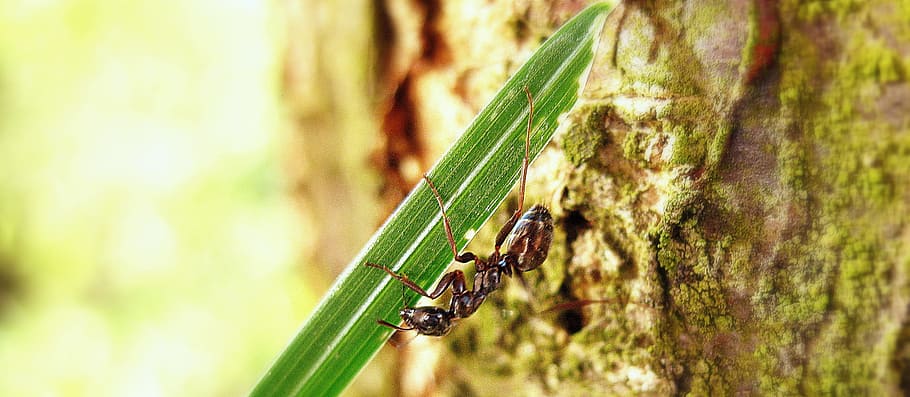 ant, bark, macro, animal, insect, wildlife, bug, small, delicate HD wallpaper