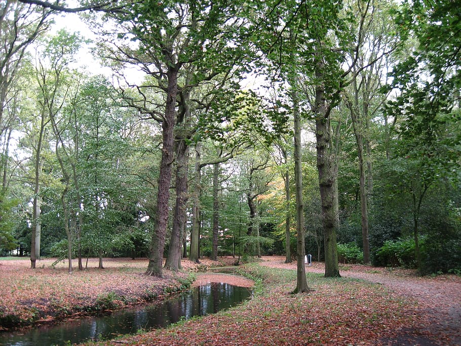 field, path, trees, nature, autumn, plant, forest, growth, tranquility HD wallpaper