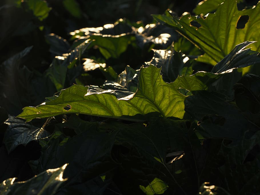 leaf, green, large, huge, back light, light and shadow, acanthus mollis HD wallpaper