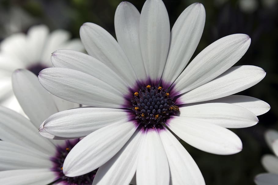 african daisy, flower, white, spring, nature, bloom, white petals HD wallpaper