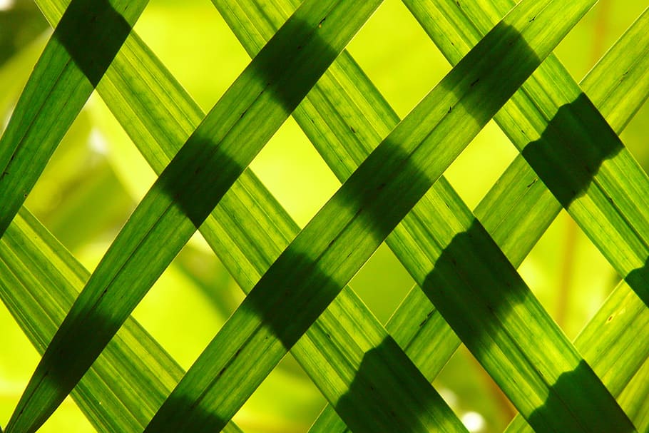 close up photography of woven leaves wallpaper, green, shadow play HD wallpaper