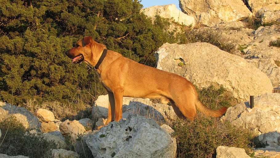 dog, alert, readiness, looking, mammal, domestic animals, animal themes HD wallpaper