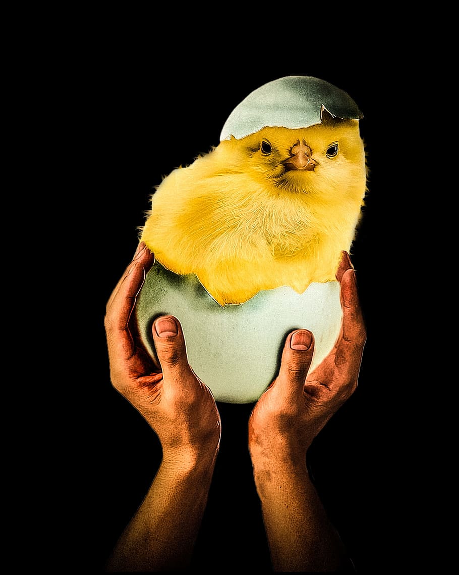nope, thank, you, studio shot, black background, bird, indoors HD wallpaper