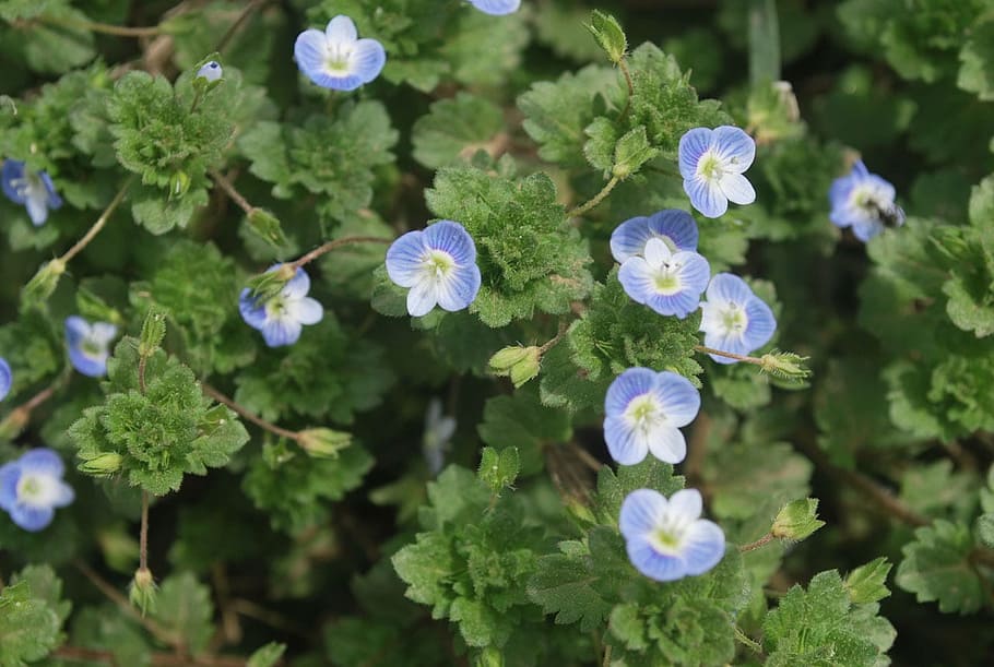 flowers, wild, spring, bloom, floral, leaves, garden, petal HD wallpaper