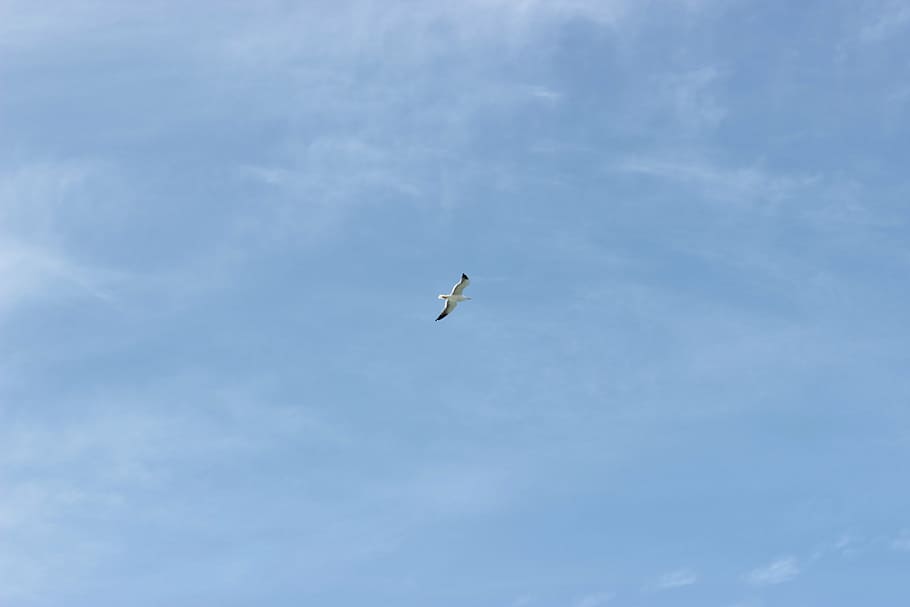 sky, blue, nuve, heaven, bird, flying, nature, animal, wildlife HD wallpaper