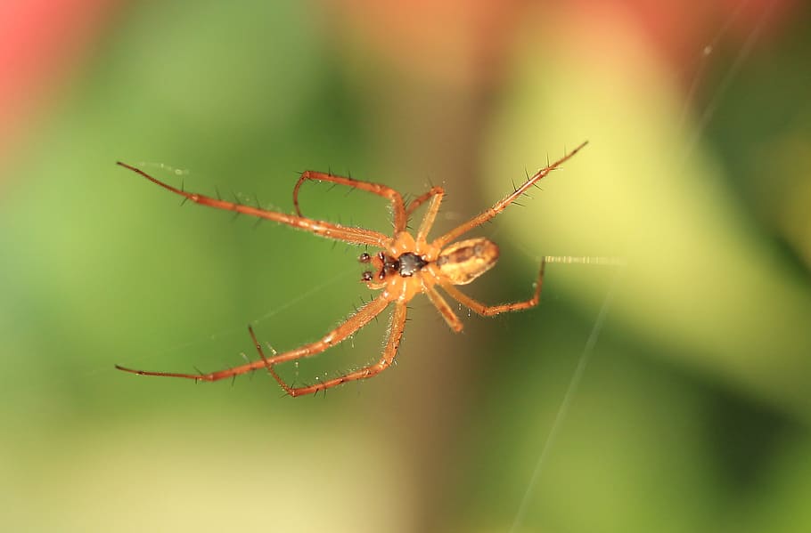 spider, cobweb, close, nature, network, invertebrate, animal HD wallpaper