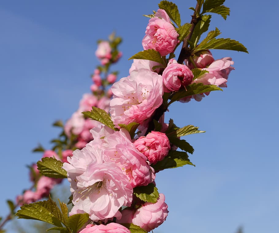 almond tree, branch, bud, flowers, almond blossom, mandelbaeumchen, HD wallpaper