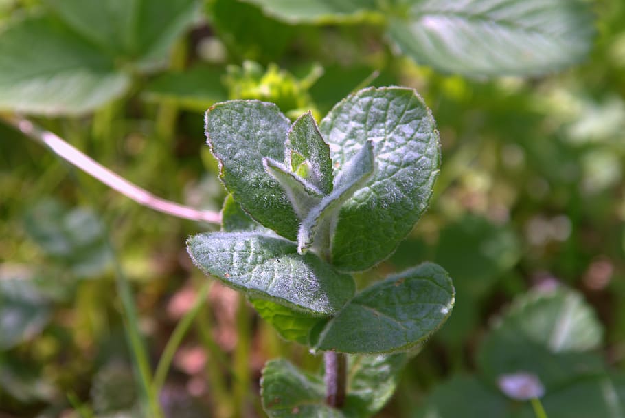 mint, plant, fresh, herb, green, herbs, garden, a garden plant HD wallpaper