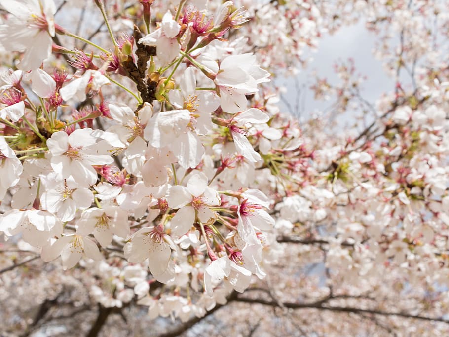 Flowers, Cherry, Japan, Spring, Wood, lawn, cherry blossoms HD wallpaper