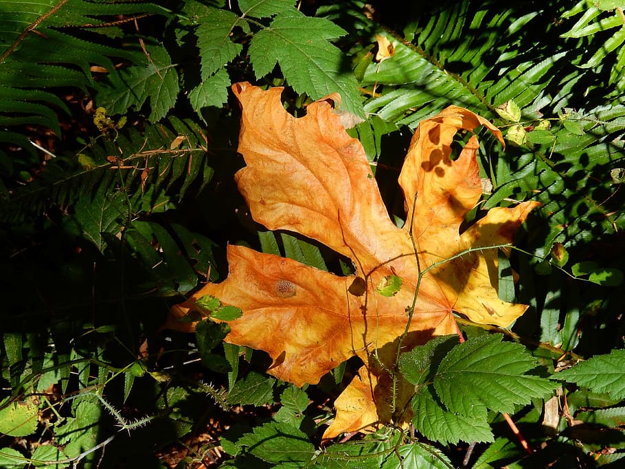 maple leaf, landmark, canada, brown, green, withered, sun, autumn HD wallpaper