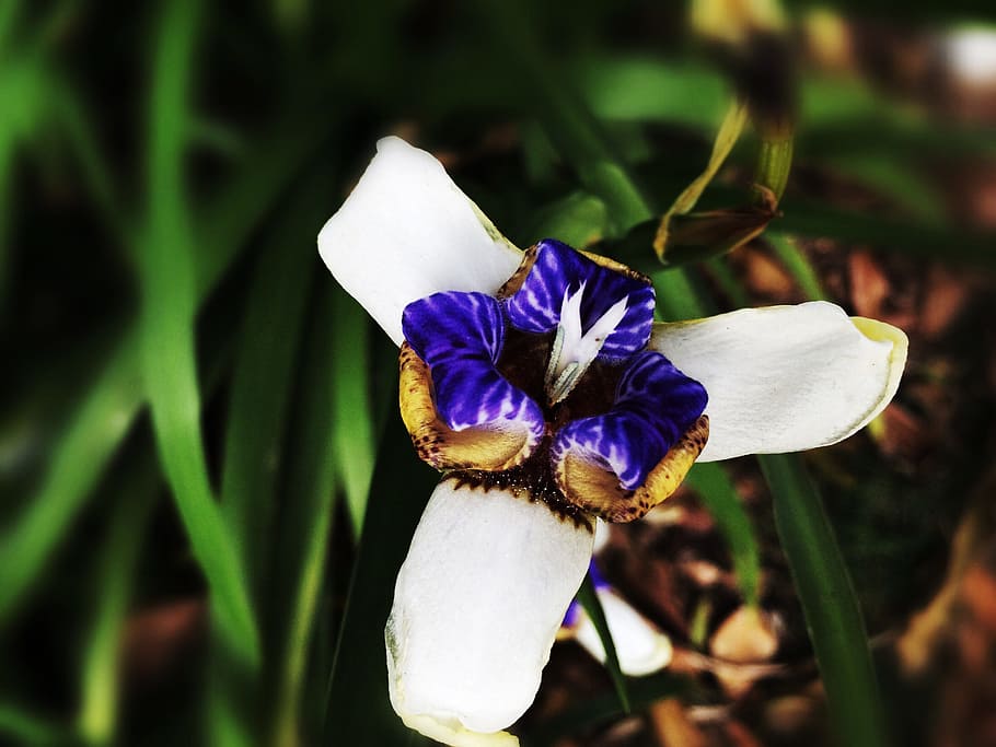 spring, flowers, iris, flowering plant, freshness, fragility HD wallpaper