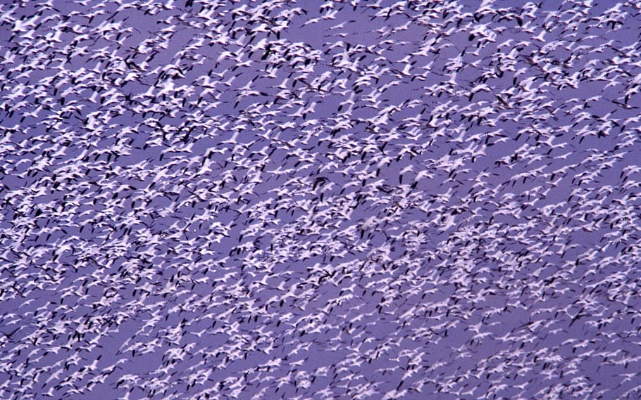 snow geese, flying, flight, flock, mass, sky, nature, wildlife HD wallpaper