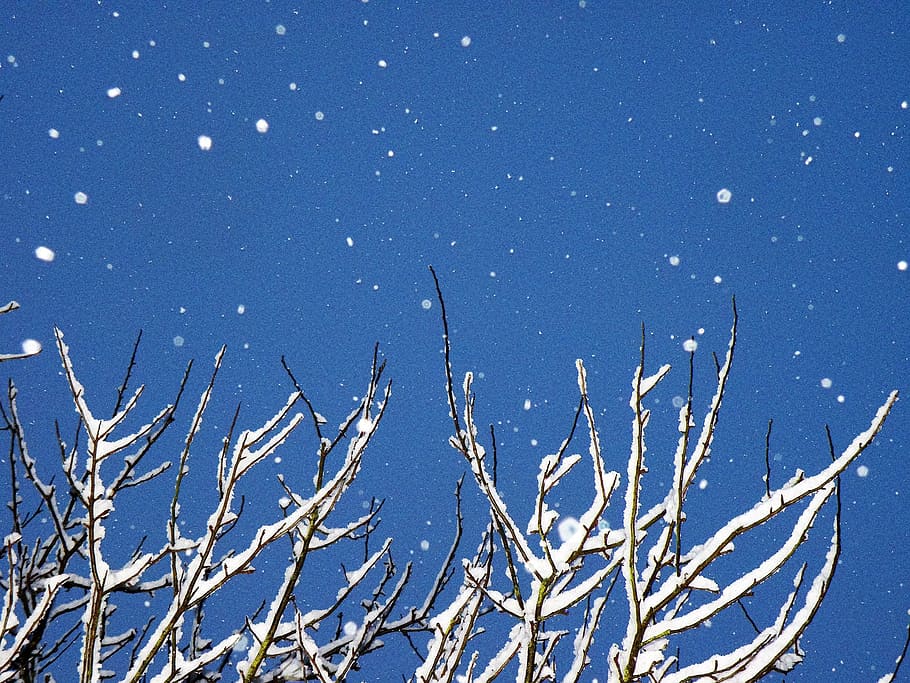 snow, winter, tree, christmas, cold temperature, plant, bare tree HD wallpaper