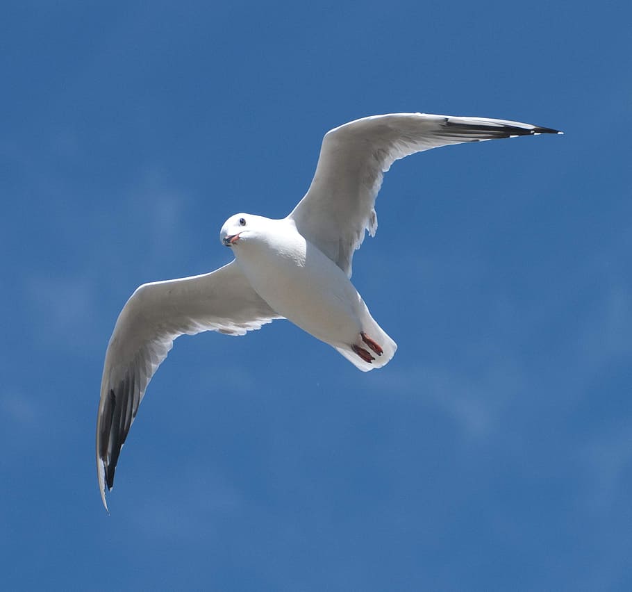 seagull, blue, bird, flying, animal wildlife, animals in the wild HD wallpaper
