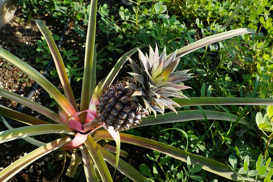 pineapple, grow, green, tree, exotic, park, summer, fruit, healthy HD wallpaper