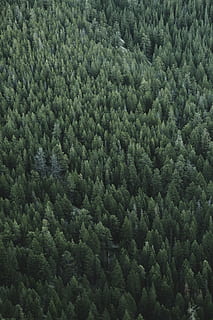birds eye view photo of green tree lot, aerial photography of forest HD wallpaper