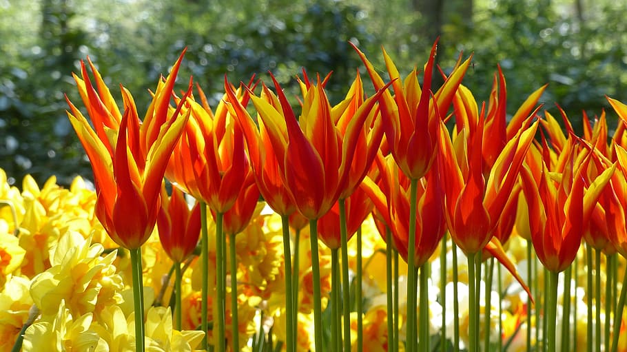 tulip, garden, keukenhof, amsterdam, botany, flora, spring, HD wallpaper
