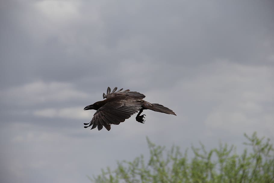 flying bird over tree, crow, raven, sky, silhouette, black HD wallpaper