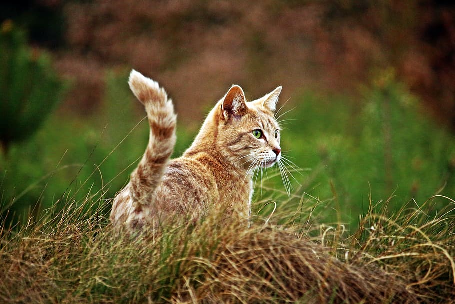 close-up photo of beige cat standing on brown grass, kitten HD wallpaper