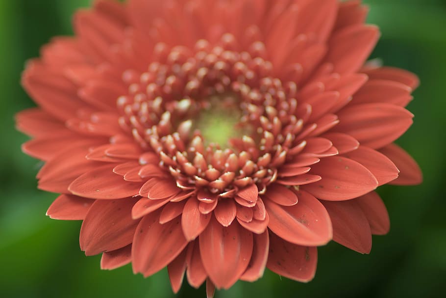 flower, red, green, close, red flower, nature, summer, garden HD wallpaper