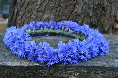 blue floral wreath on gray bench, cornflower, cornflowers, bluebottle HD wallpaper