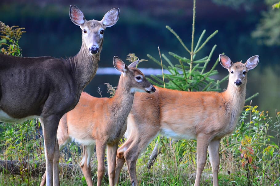 deer, animals, wild, animal themes, group of animals, animal wildlife HD wallpaper