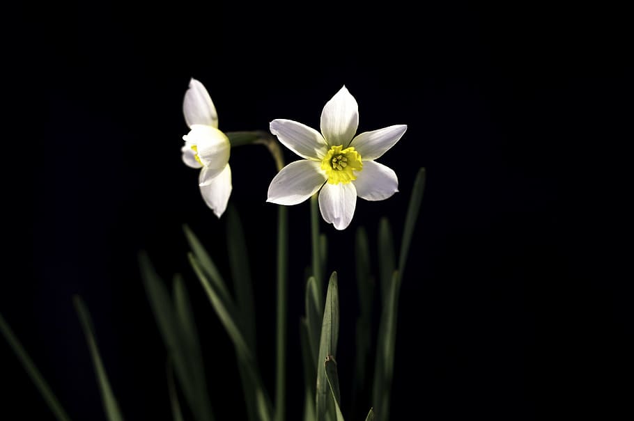 close up photography of white Narcissus flower, bloom, blooming, HD wallpaper