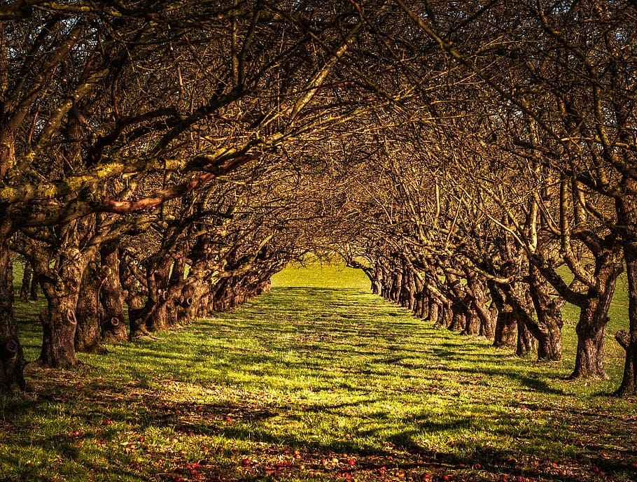green grass road surrounded by bare trees, avenue, nature, away HD wallpaper