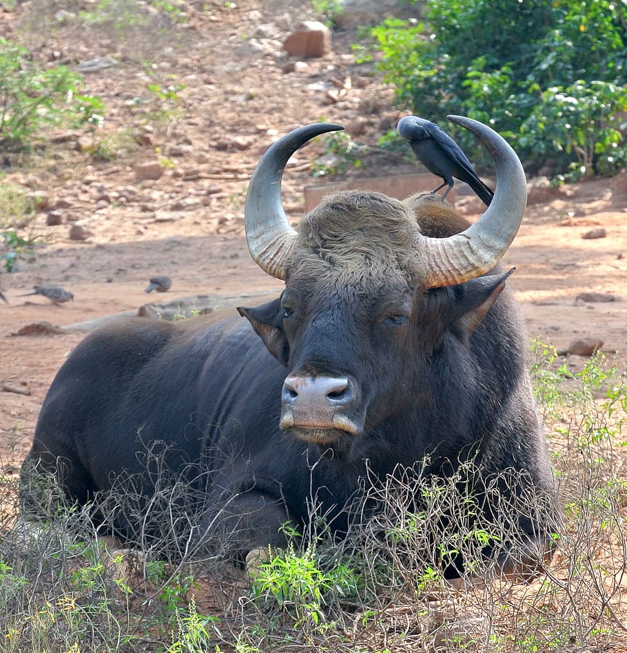 water buffalo on grass, india, bison, asia, gaur, nature, wildlife, HD wallpaper