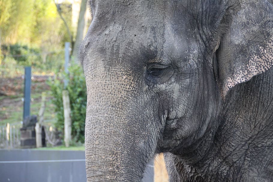 elephant, elephant head, animals, animal themes, animal wildlife HD wallpaper
