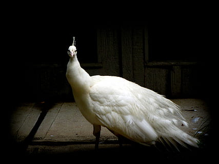 white peacock, bird, wings, feather, wildlife, beak, dom, outdoor HD wallpaper