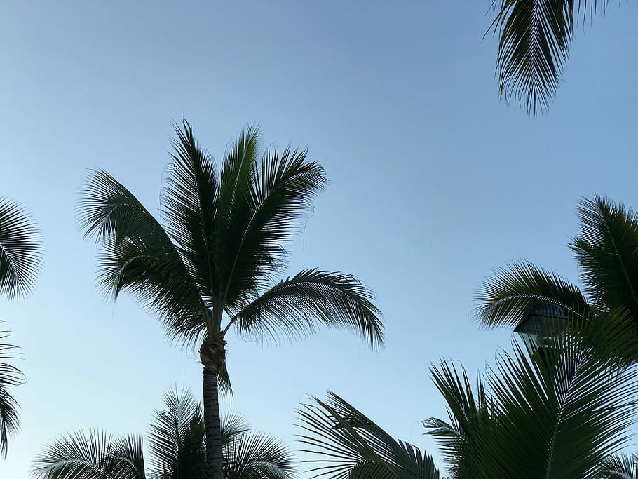 low-angle photo of coconut trees, coconut trees, sky, palm, frond HD wallpaper
