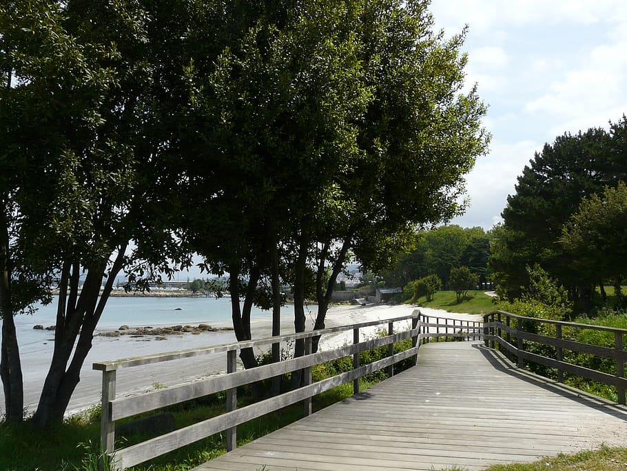 beach, walk, nature, gateway, green, path, tree, outdoors, footpath HD wallpaper