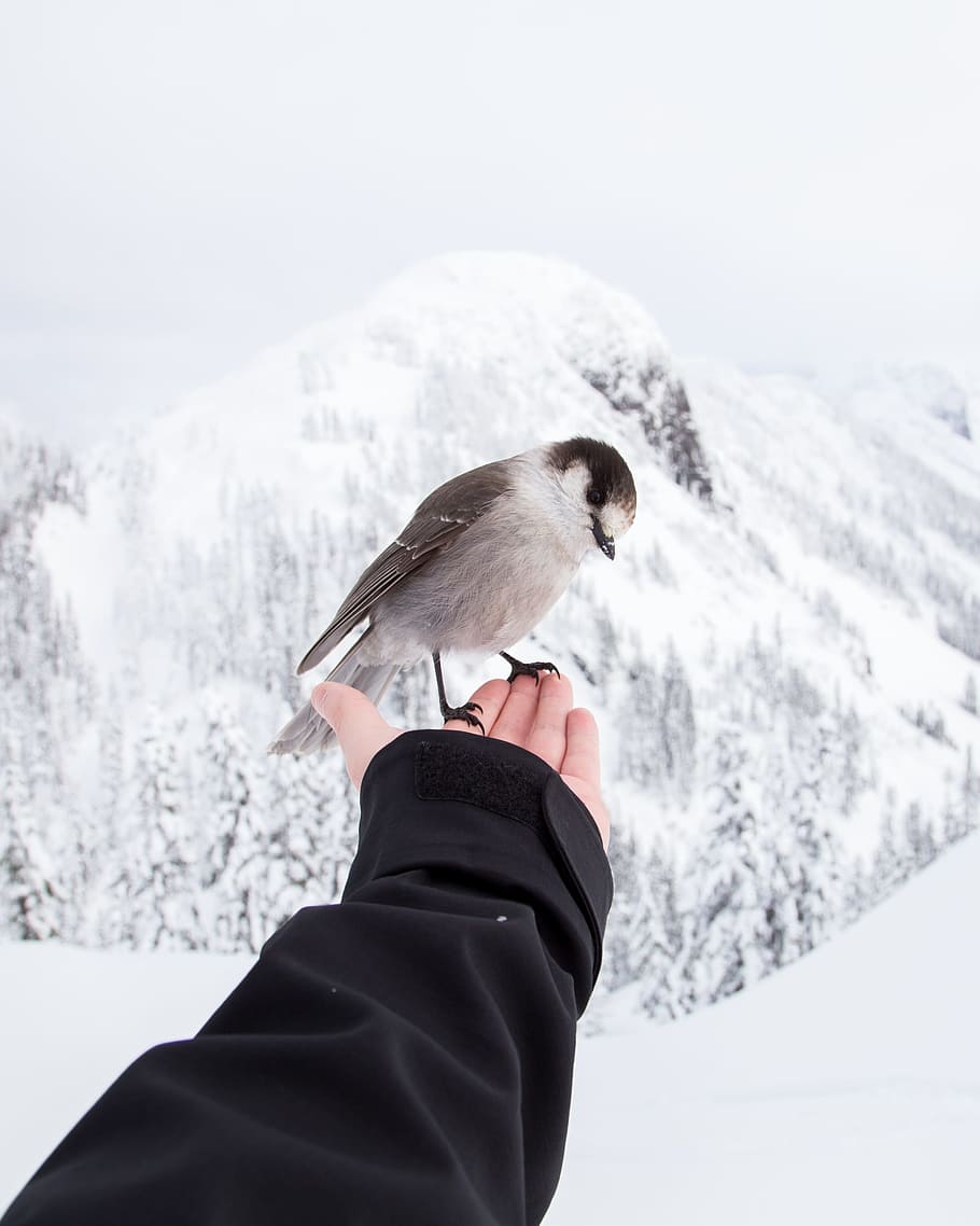 brown and white bird standing on left hand of person, person holding gray and white passerine bird HD wallpaper
