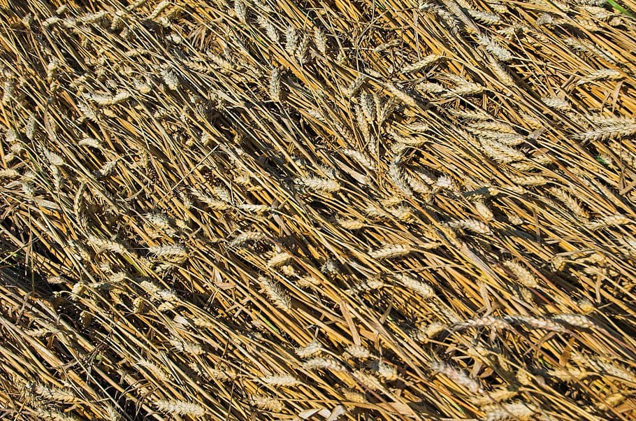 wheat, grain, field, grains, agriculture, harvest, corn, plant HD wallpaper