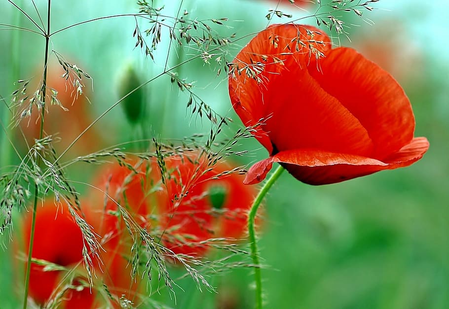 closeup photo of red poppy flower, plant, nature, live, summer HD wallpaper