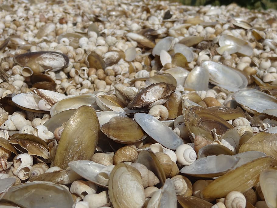 Shells, Nature, Seashore, Ocean, Beach, seashell, food, food And Drink HD wallpaper
