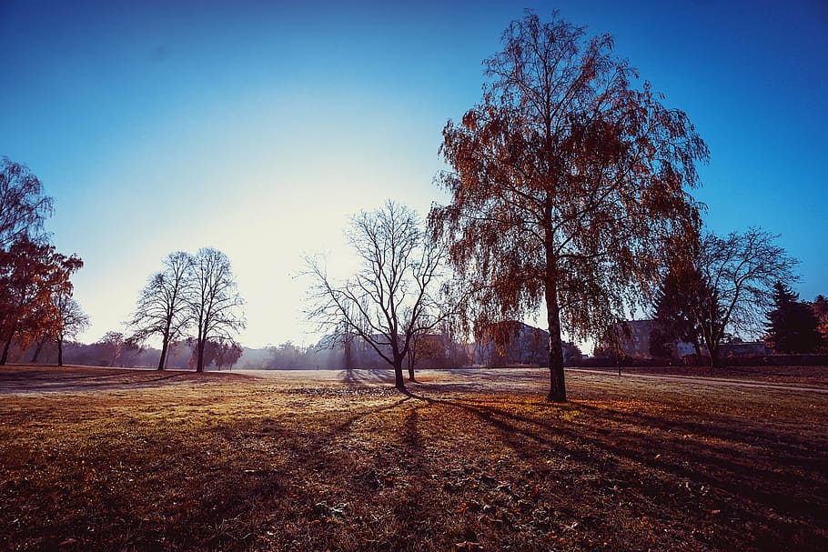 leafless trees under blu sky, tall, tress, plant, landscape HD wallpaper