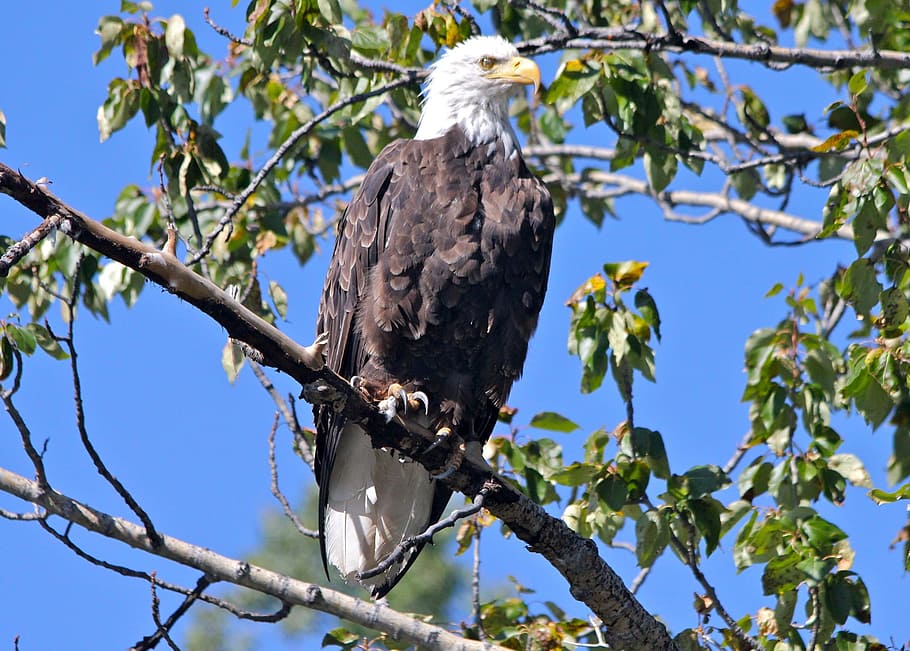 bald eagle, perched, raptor, bird, nature, wild, portrait, american HD wallpaper