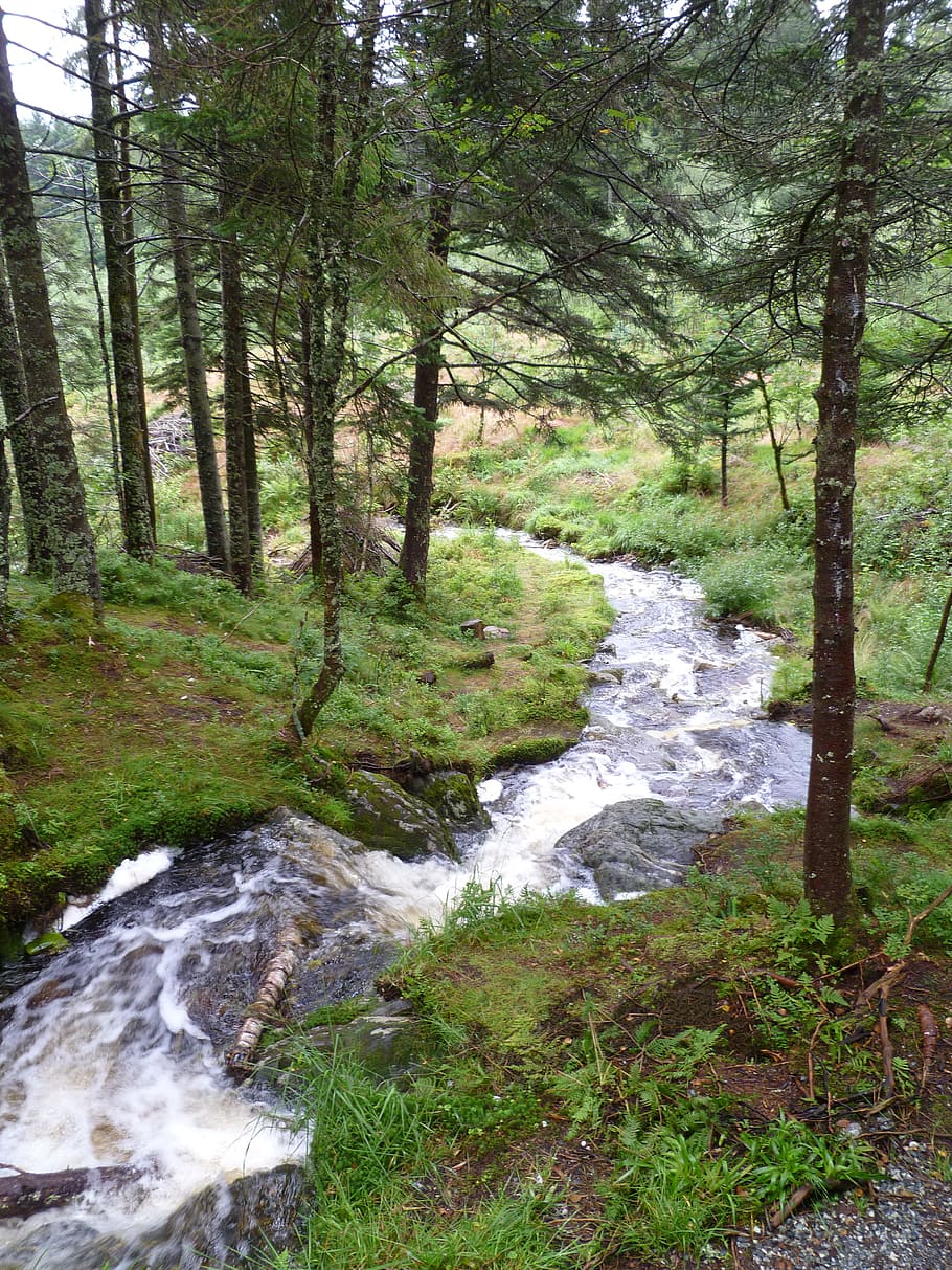 Norway, Stream, Mountain, Nature, Forest, flowing, falls, countryside HD wallpaper