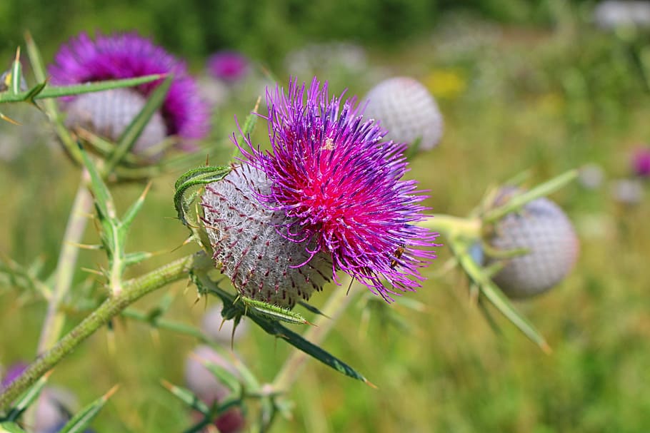 thistle, thistles, summer, meadow, thistle flower, flowering plant HD wallpaper