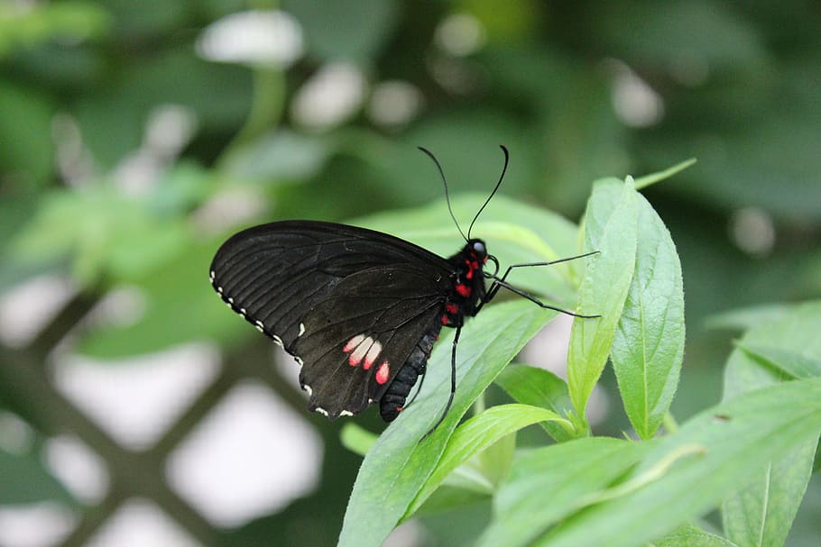 butterfly, beautiful, bug, insect, black, animal themes, animal wildlife HD wallpaper